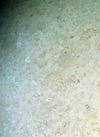 Custacea