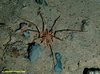 Giant sea spider