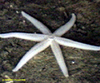 Unidentified sea star