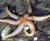 Unidentified sea star