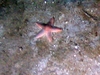 Asteroidea