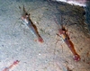 Caridea