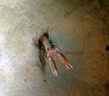 Nephrops norvegicus