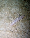 Holothuroidea
