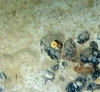 Caryoplyllia