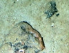 Demospongiae Pink Encrusting