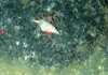 Paguridae