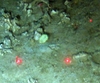 Caryophyllia smithii