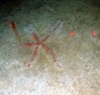 Asteroidea