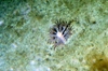 Kophobelemnon stelliferum