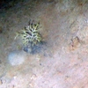 Bryozoa
