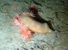 Phelliactis