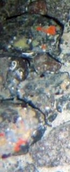 Demospongiae Red Encrusting
