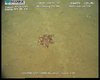 Octopus from Usan