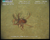 Octopus from Usan