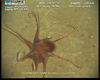Octopus from Usan