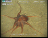 Octopus from Usan