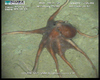 Octopus from Usan