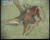 Octopus from Usan
