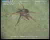 Octopus from Usan