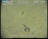 Lophiiform fish from Usan