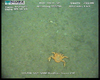 Lithodid crab (Paralomis cristulata?) from Usan