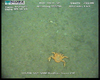 Lithodid crab (Paralomis cristulata?) from Usan