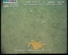 Lithodid crab (Paralomis cristulata?) from Usan