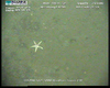 Sea star from Usan