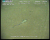 Grenadier fish from Usan