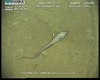 Grenadier fish from Usan