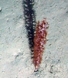 Pennatulacea