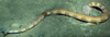 Notostomum laeve