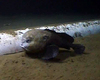 Blobfish