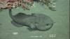 Blobfish
