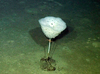 Saccocalyx pedunculatus