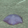 Pterasterid sea star
