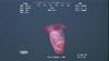 Swimming sea cucumber