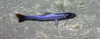 Tripodfish