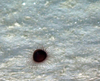 Benthocodon sp.