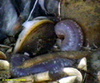 Vent mussel