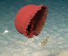 Poralia sp.