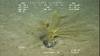 Crinoid