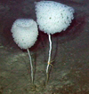 Saccocalyx pedunculatus