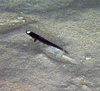 Ipnops sp.