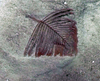 Schizopathes