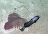 Schizopathes