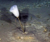 Hyalonema