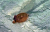 Piglet squid