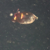 Piglet squid
